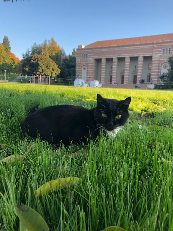 Powell Cat是加州大學洛杉磯分校中受學生喜愛的貓，經常出沒在校園中。 圖／阿萊娜·德克斯特（Alaina Dexter）攝