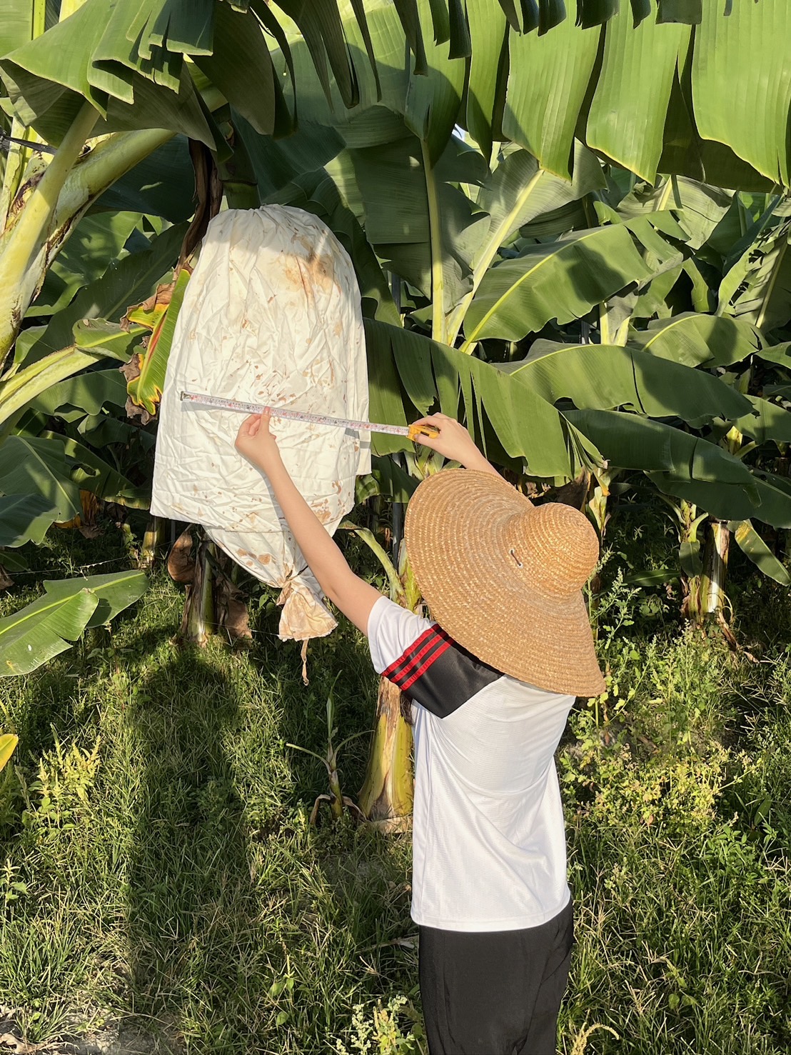 圖5：張妍提供設計草模給蕉農使用，經歷今年七月颱風，驗證了套袋的耐用性。　圖／張妍提供