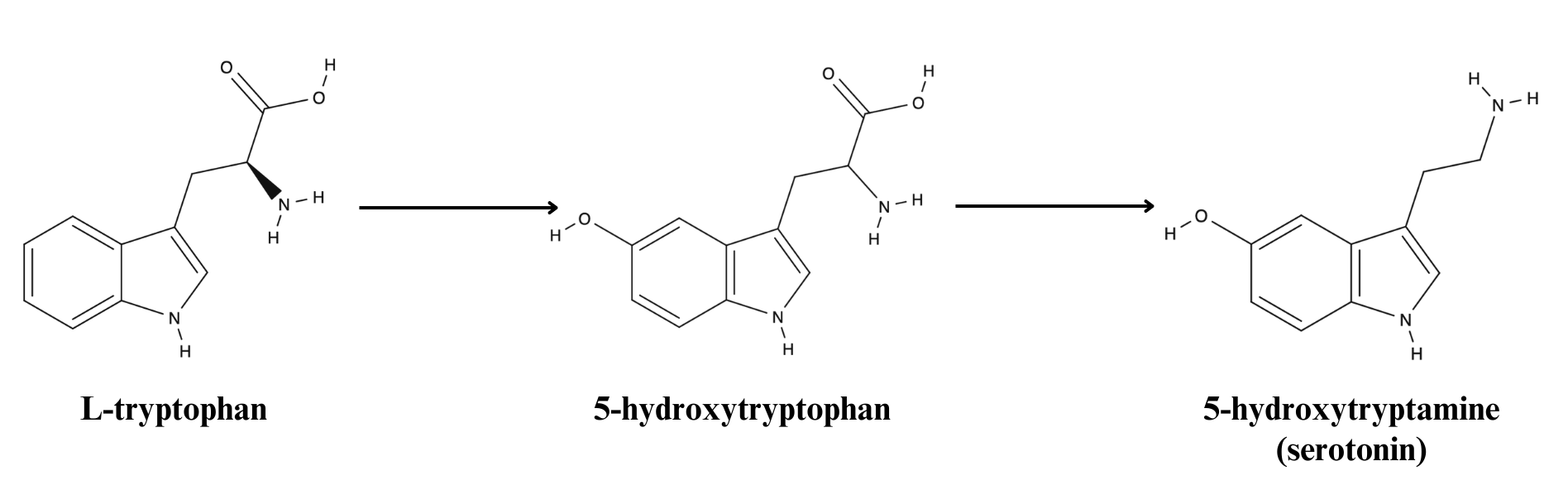 色胺酸進入人體後，經過酵素轉化成5-HTP，再轉化為血清素，對調節情緒和心理健康起了重要的作用。　圖／蘇阿摩提供