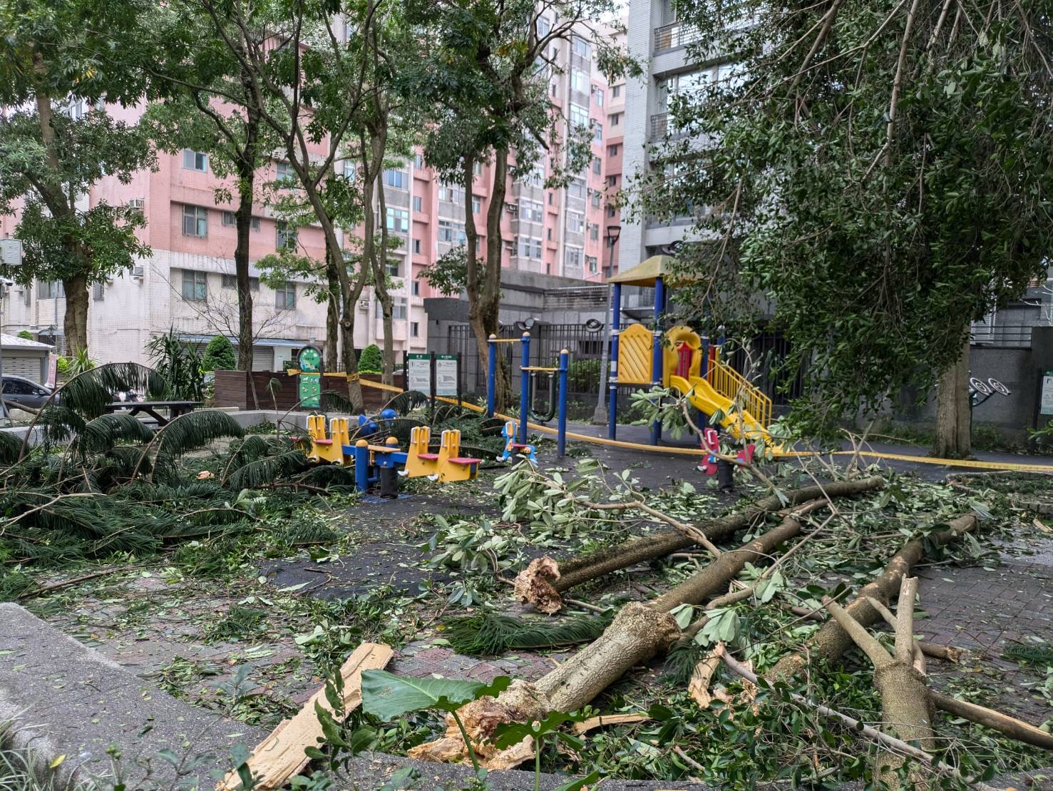 倒塌的路樹可能會造危險，甚至危及民眾生命安全。 圖／顧睿晟提供