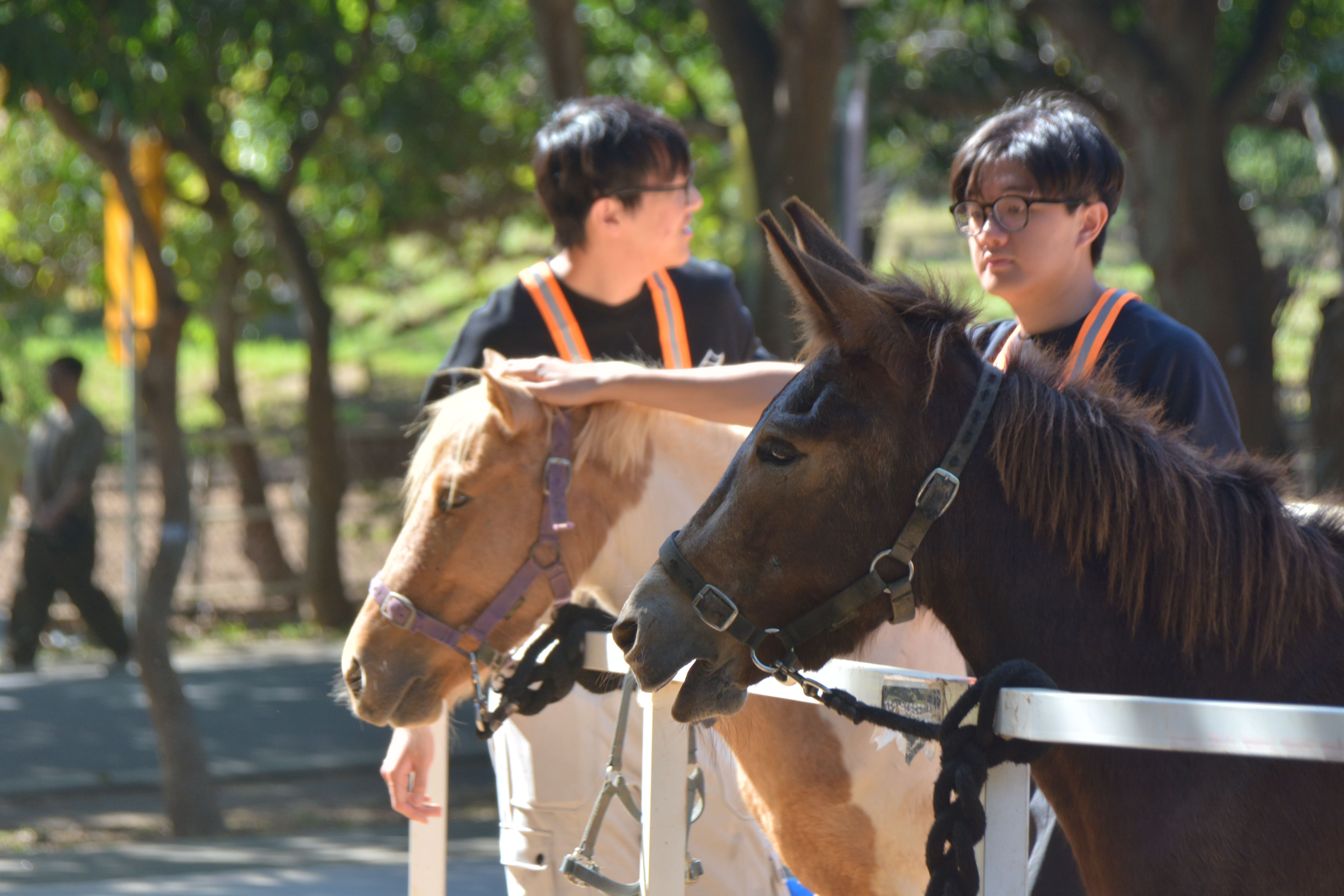 東海牛奶節的牛馬教育工作坊，由學生講師帶領來訪民眾與馬匹互動。　圖／鄭孟佳攝