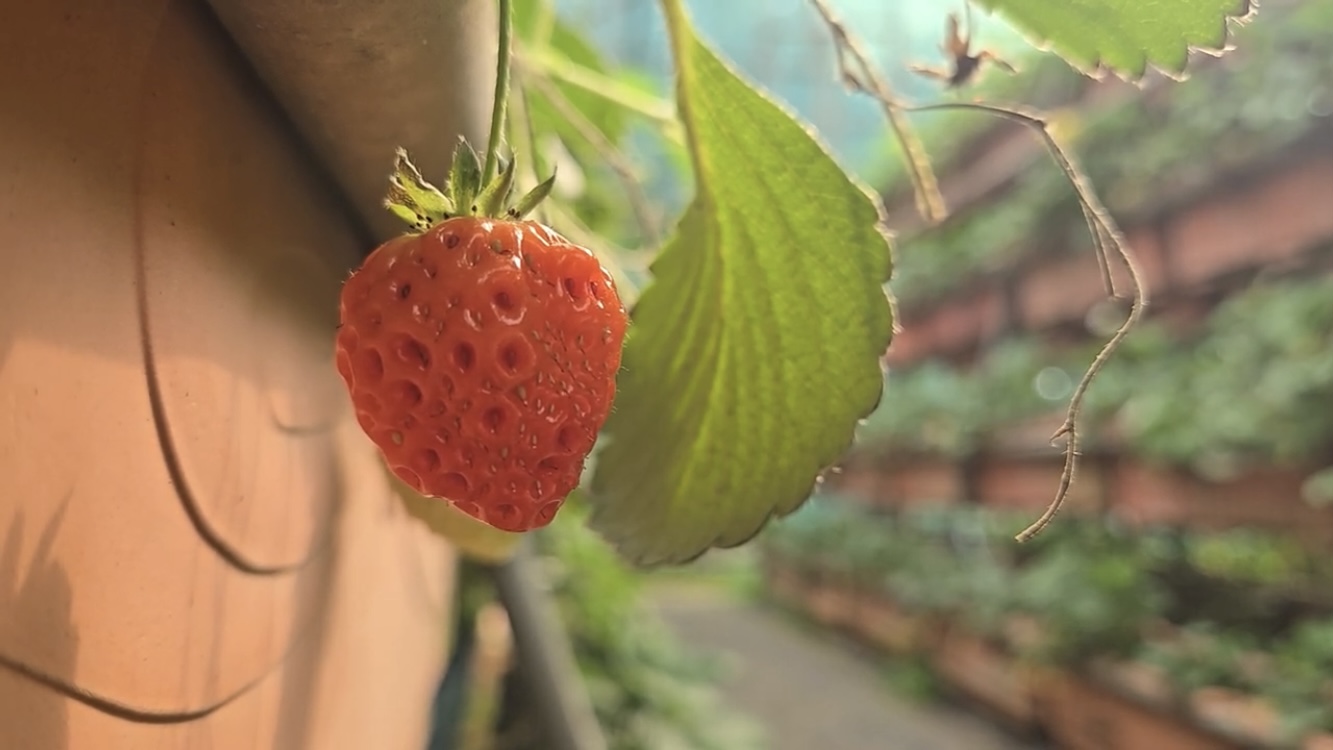 網錮鳥命──草莓紅了，鳥卻沉默了