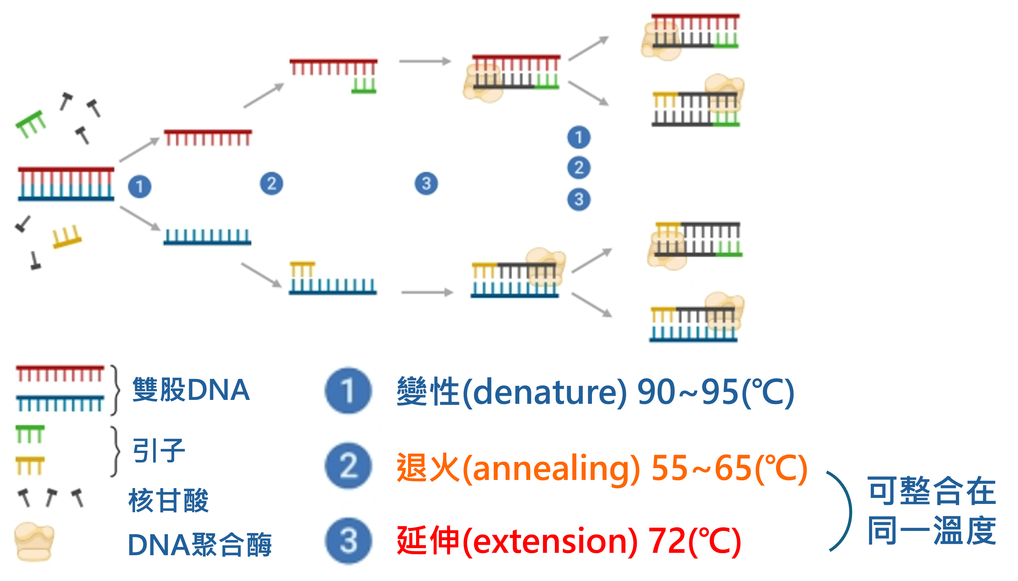 PCR分為三個階段：將DNA雙股構造解開（變性）、黏貼引子（退火）、聚合酶反應進行複製（延伸）。　圖／洪嘉擇提供