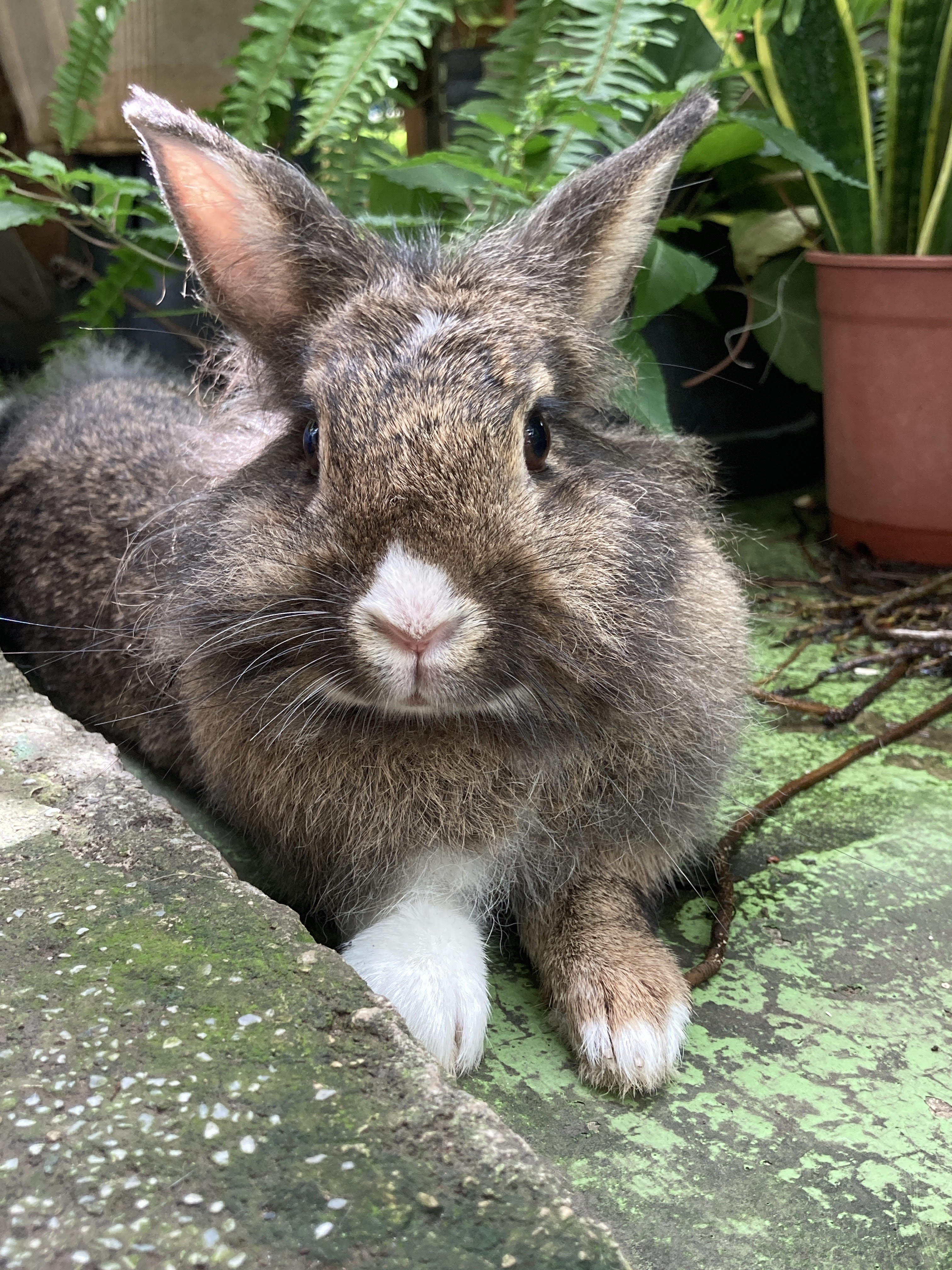 吳家昕自幼養的兔子毛毛，是陪他成長的家人之一，因此作品以兔子作為主角。　圖／吳家昕提供