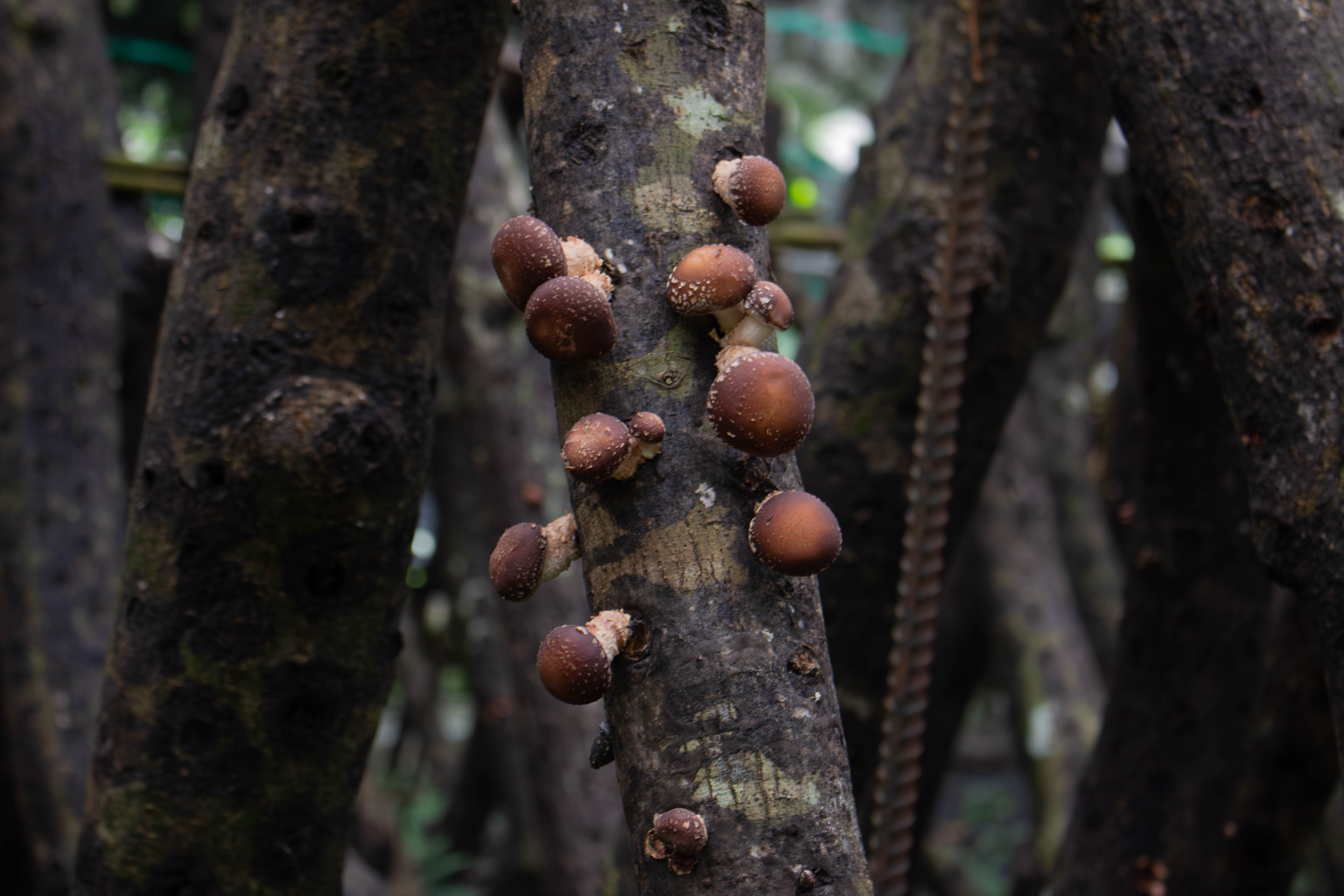 中山研發段木香菇省工機具　助減輕菇農作業負擔