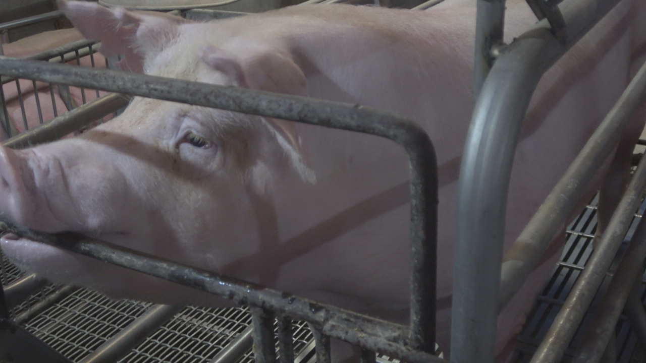 豬瘟禁令衝擊　地方推廚餘多元利用