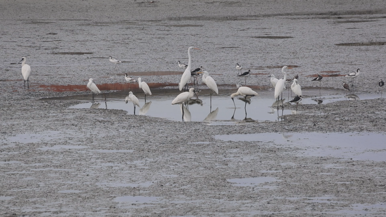茄萣濕地等級再審　案件退回爭議未決
