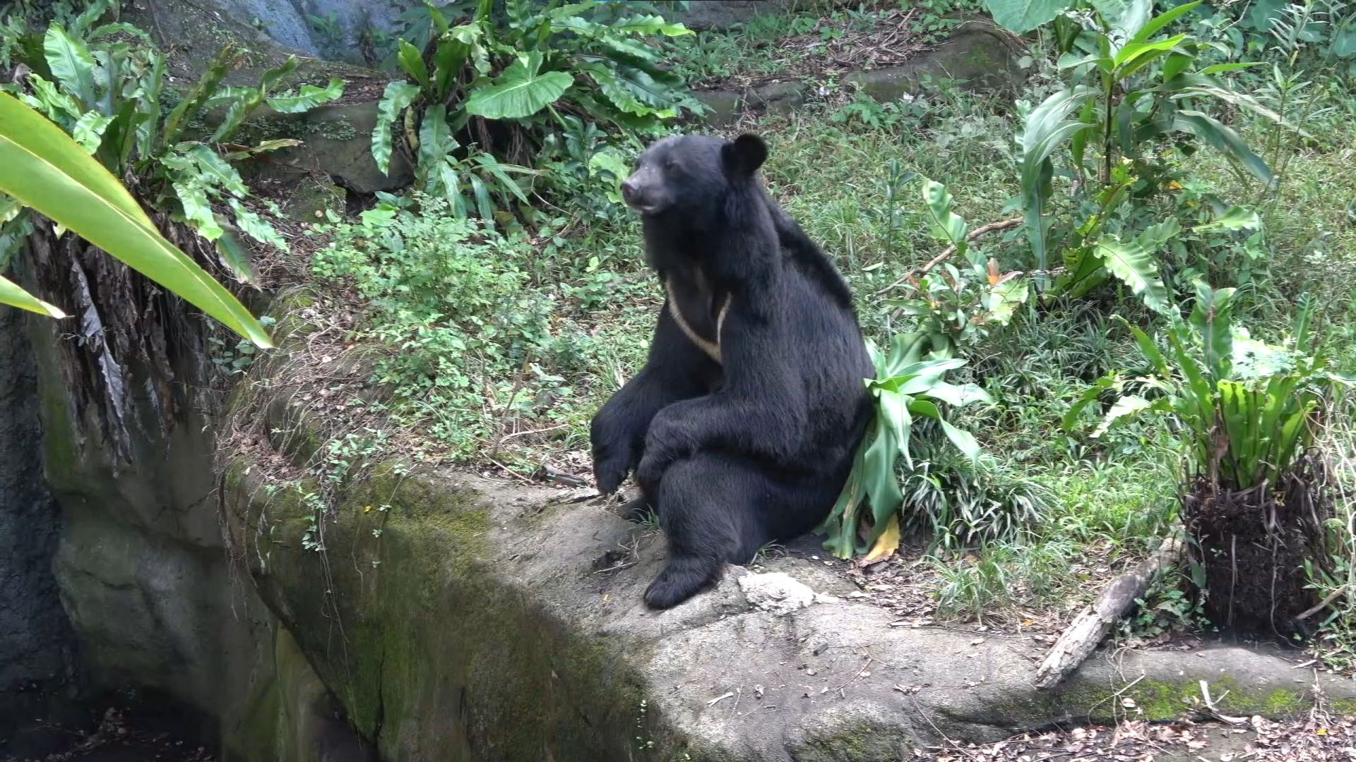 野保法修法首例　屏東黑熊案一審無罪