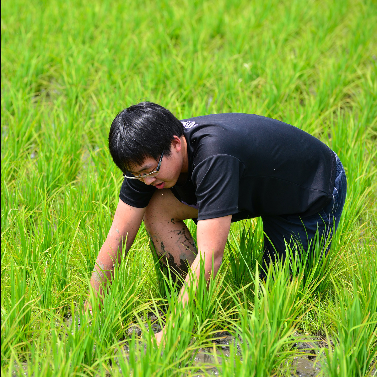 【專欄】守護水鳥棲地　林哲安力行少化肥耕作