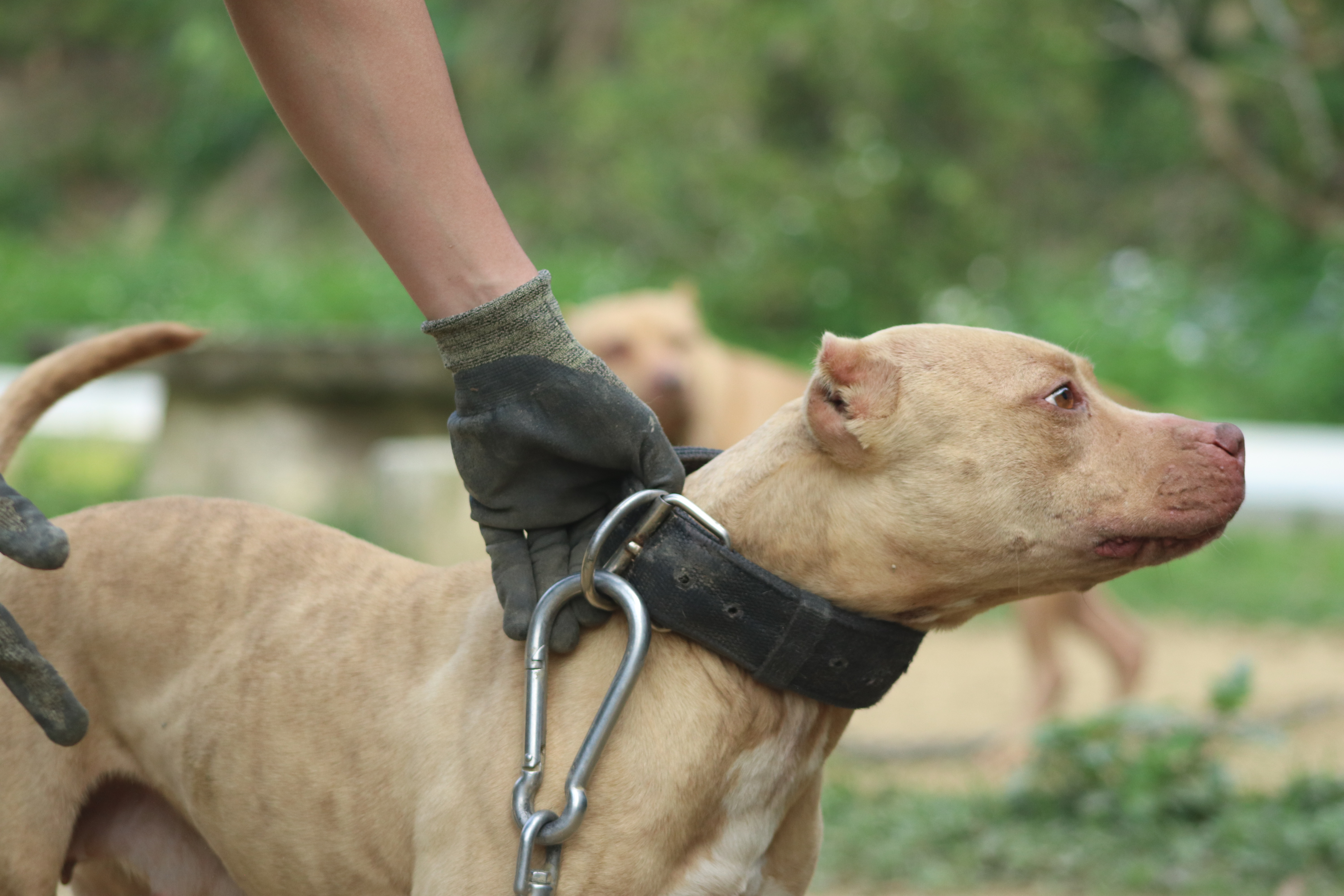 無聲辯駁的牠—禁養比特犬能遏止人犬衝突嗎？