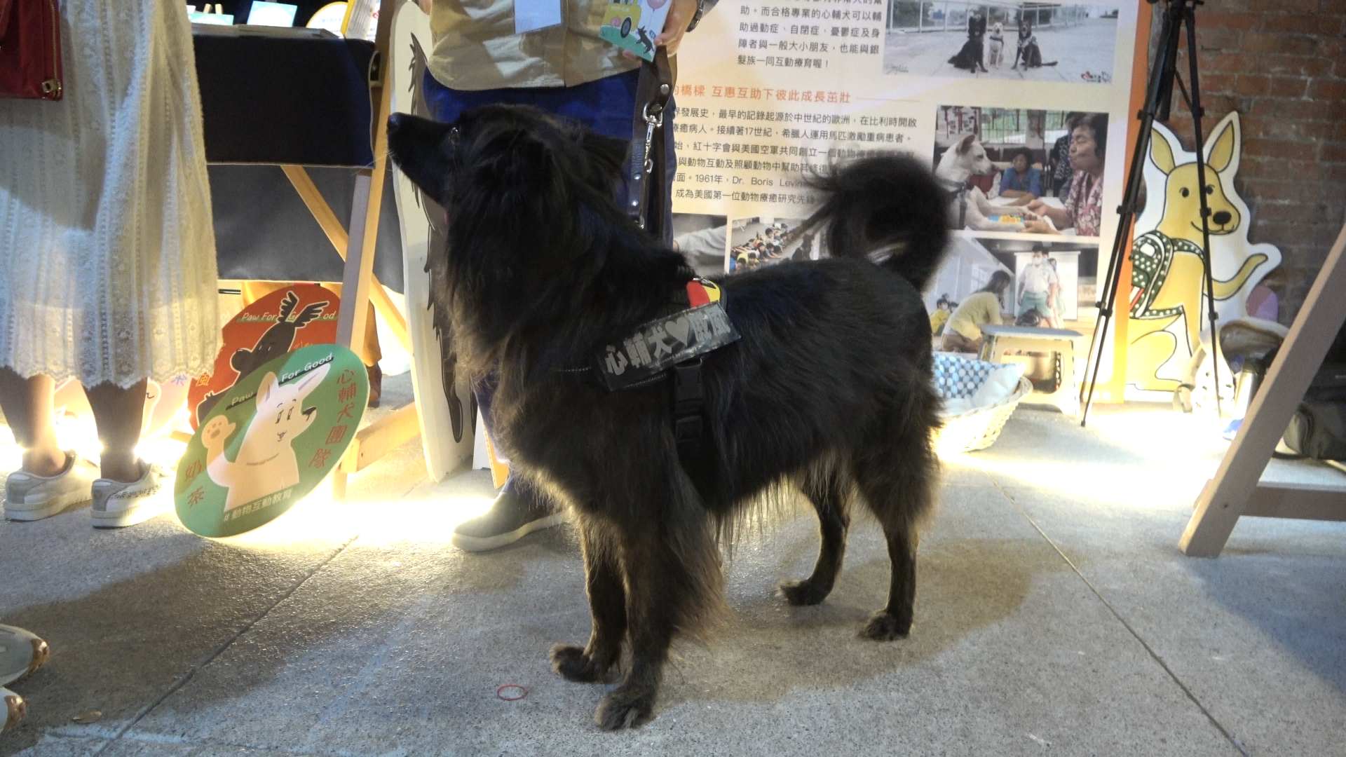 流浪狗化身心輔犬　助弱勢發展人際關係